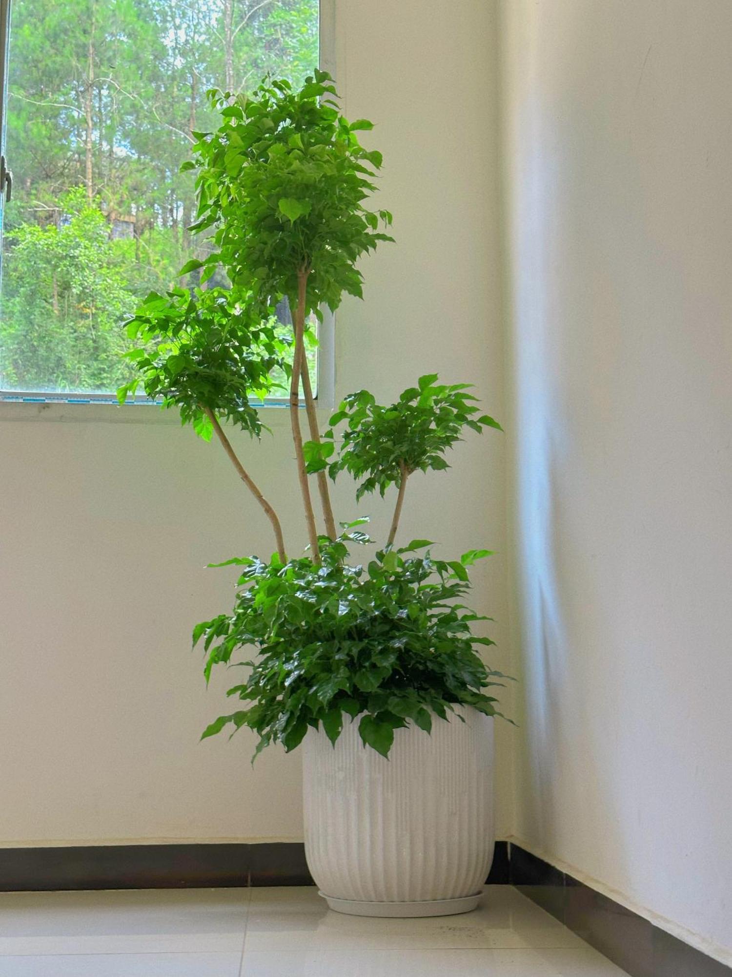 Tongfu Inn Trương Gia Giới Ngoại thất bức ảnh